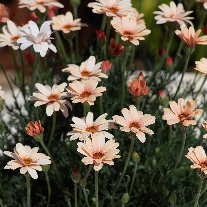 Rhodanthemum hosmariense Zagora Orange - Morrocan Daisy