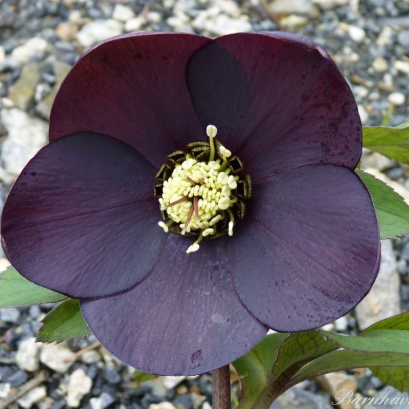 Hellebore orientalis - Helleborus 'Single Slate' (Blue Metallic Lady) ~ - comm. Lenten Rose