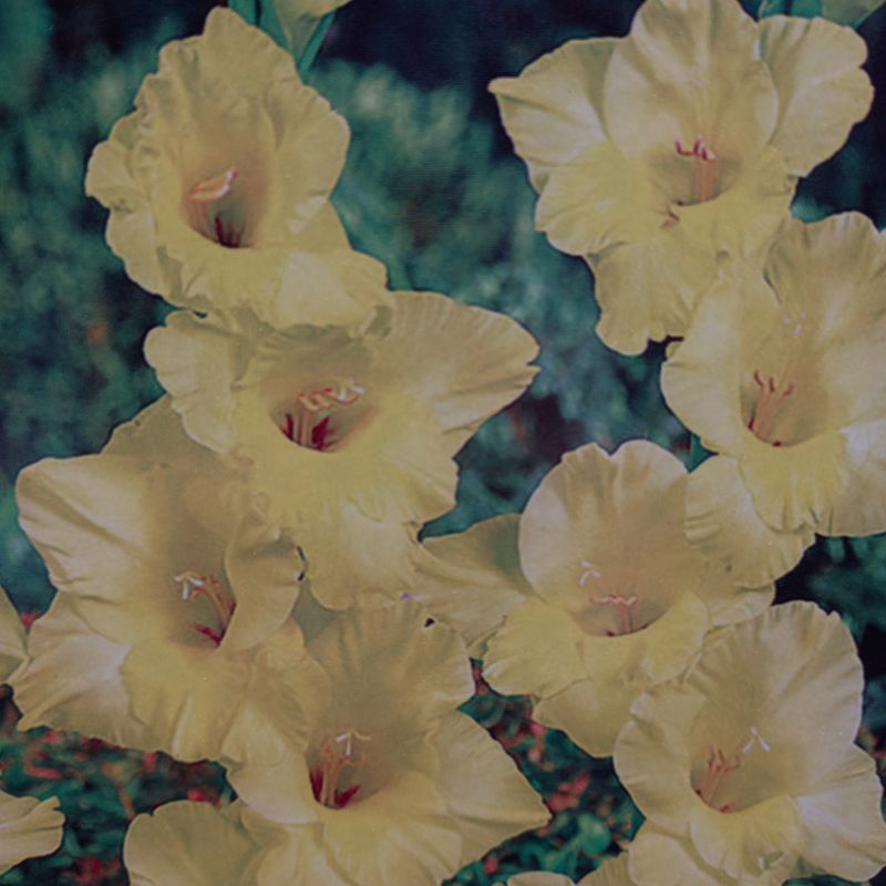 Strong Gold Gladioli/Gladiolus sword Lily