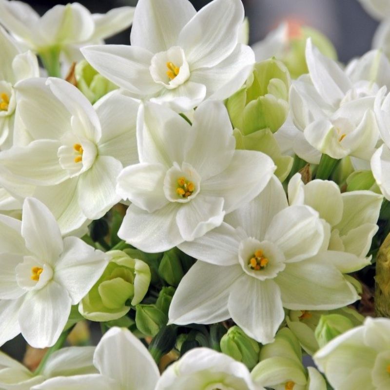 Daffodil (Narcissus) Paperwhite Grandiflora - Bulbs