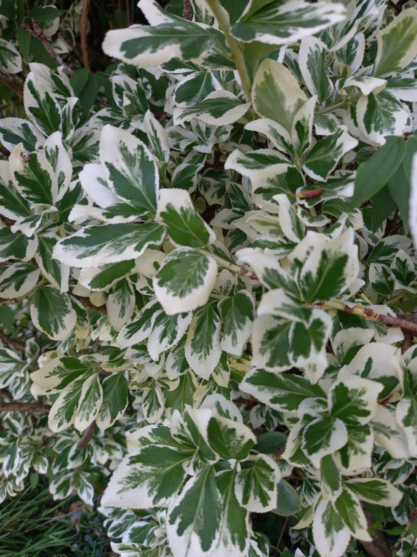 Euonymus fortunei 'Gaiety' - syn. Euonymus fortunei 'Emerald Gaiety'