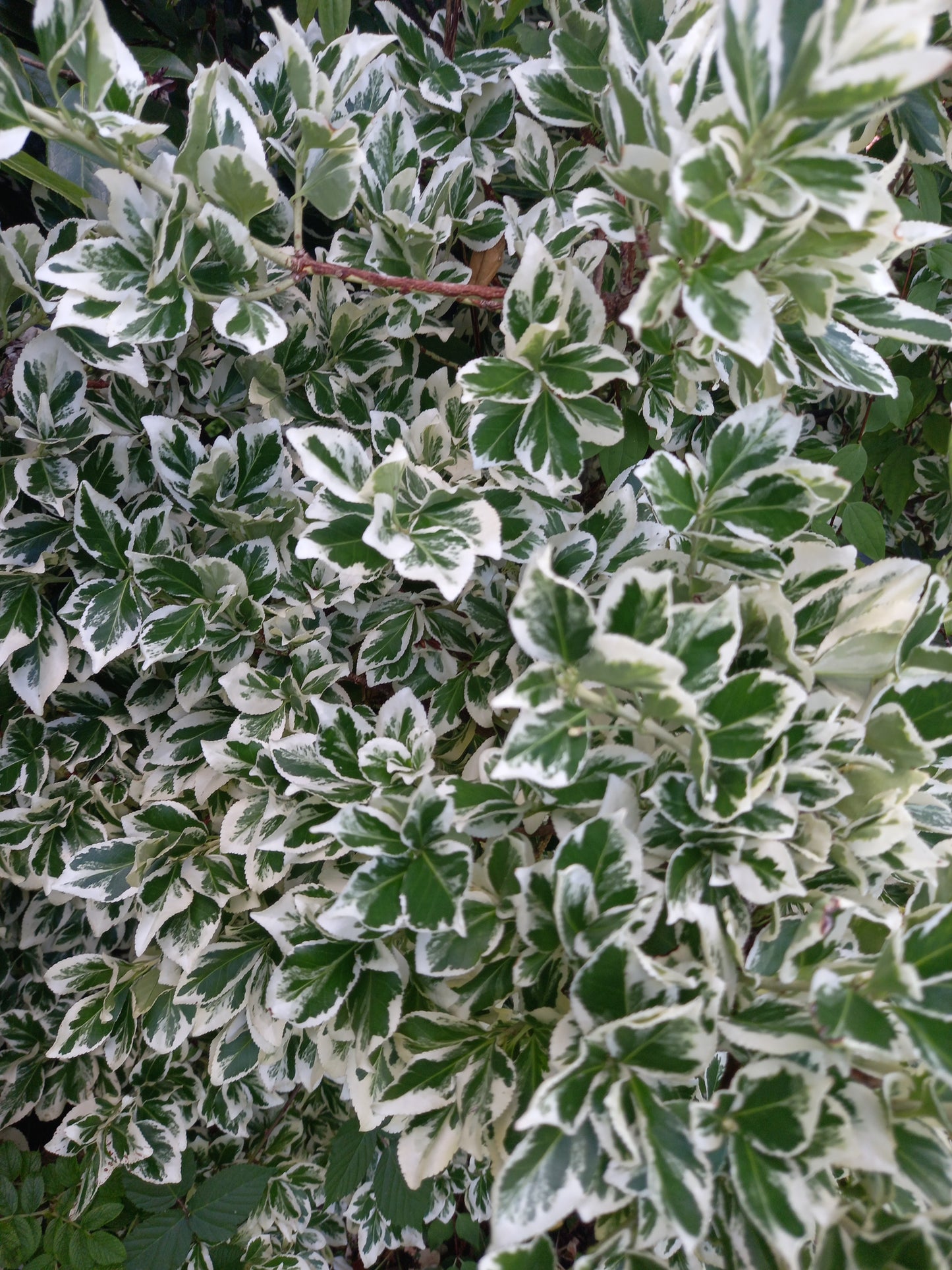 Euonymus fortunei 'Gaiety' - syn. Euonymus fortunei 'Emerald Gaiety'