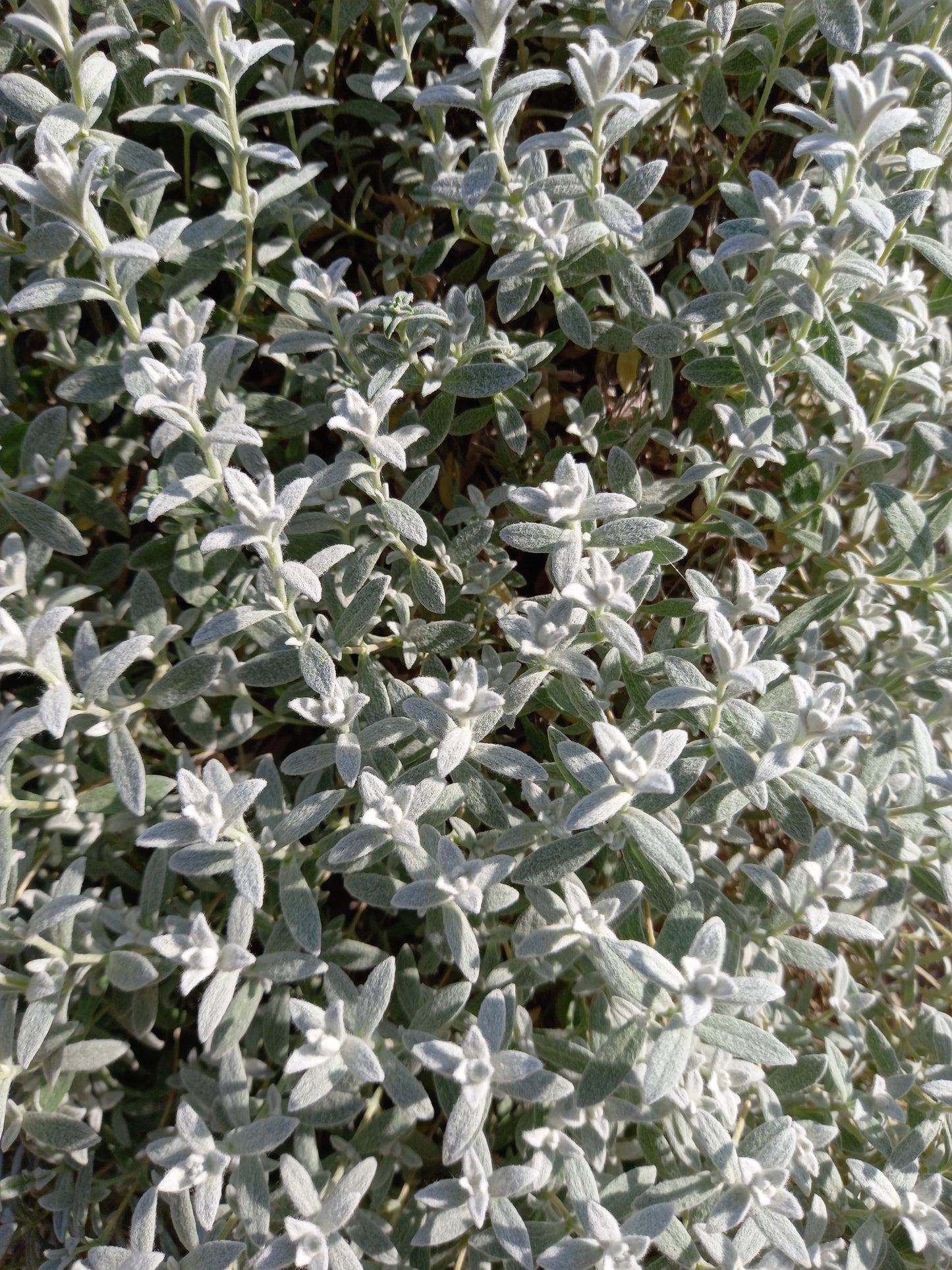 Cerastium tomentosum Snow in Summer