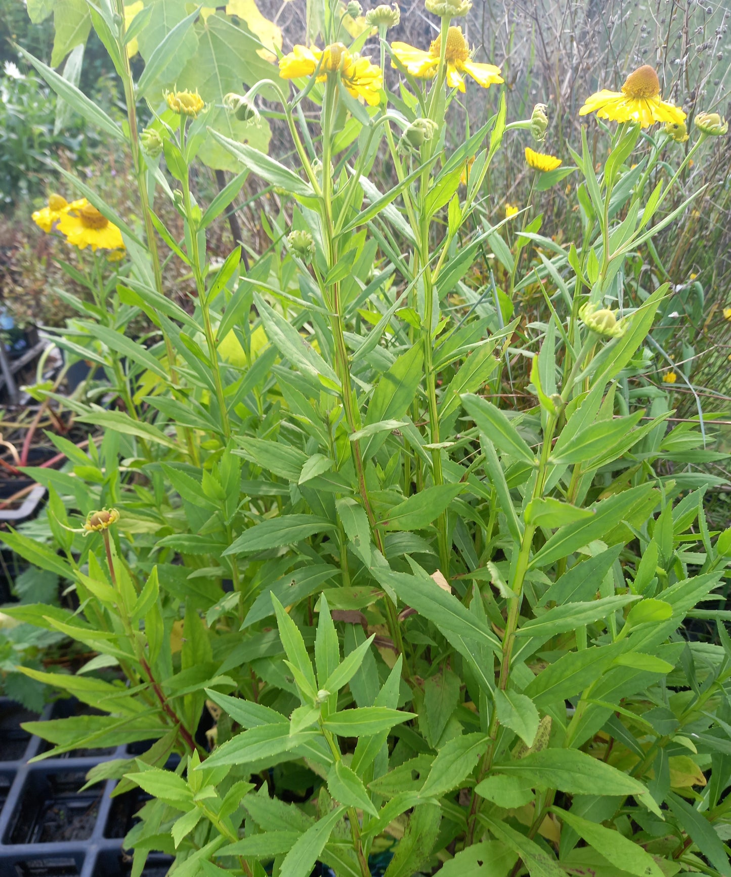 Helenium autumnale Helena Gold