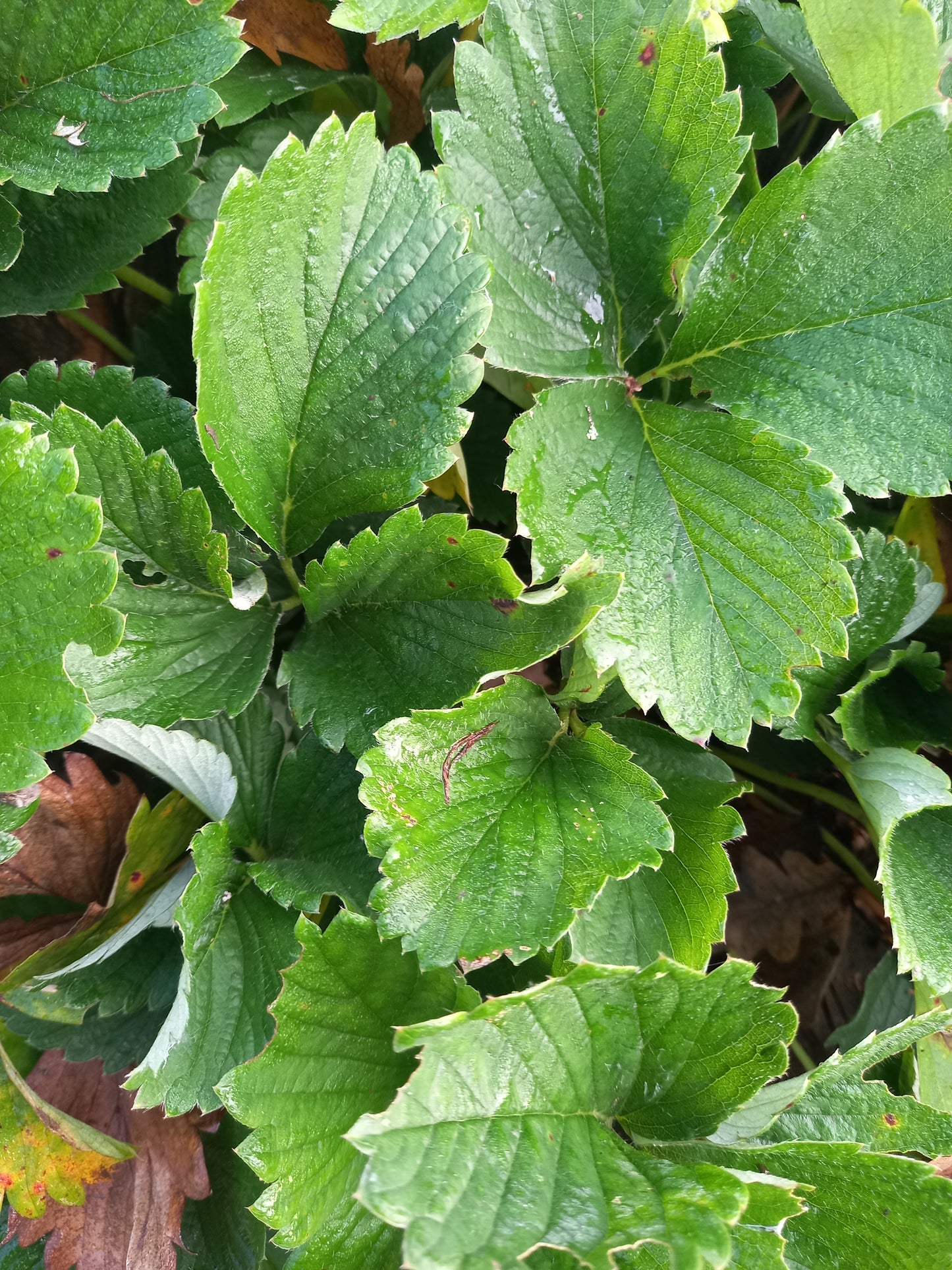 Strawberry 'Flamenco' Bare Root Everbearer Garden Bush Fruit Plants
