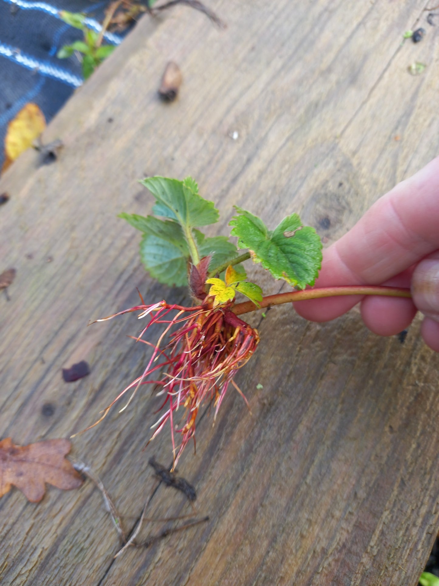 Strawberry 'Flamenco' Bare Root Everbearer Garden Bush Fruit Plants