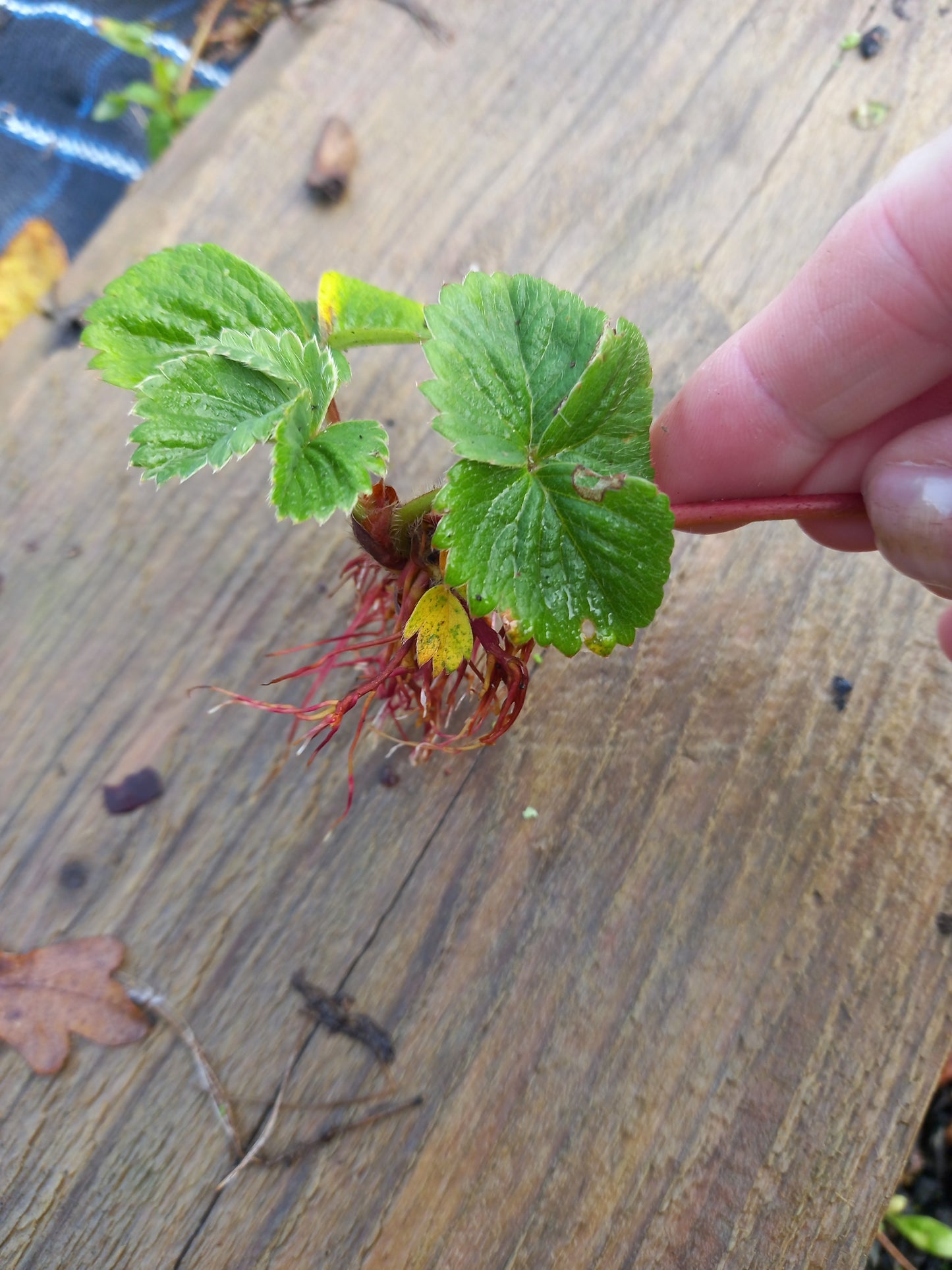 Strawberry 'Flamenco' Bare Root Everbearer Garden Bush Fruit Plants