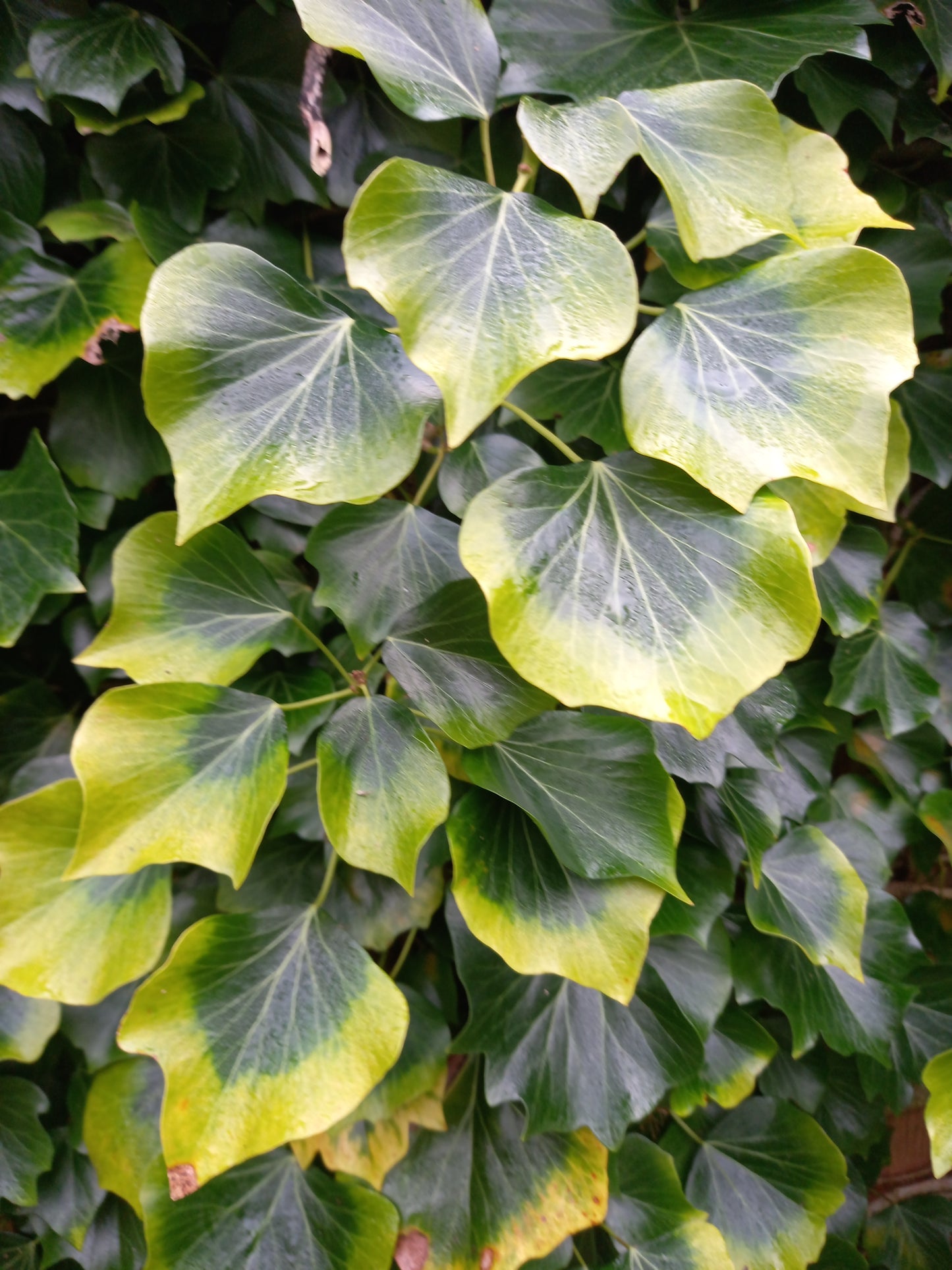 Christmas foliage, box full