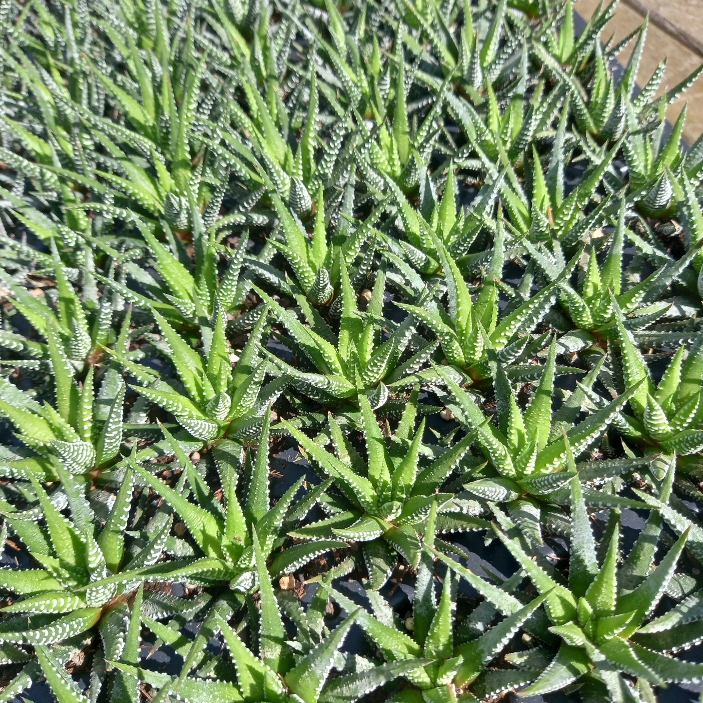 Haworthia fasciata - comm. Zebra Plant