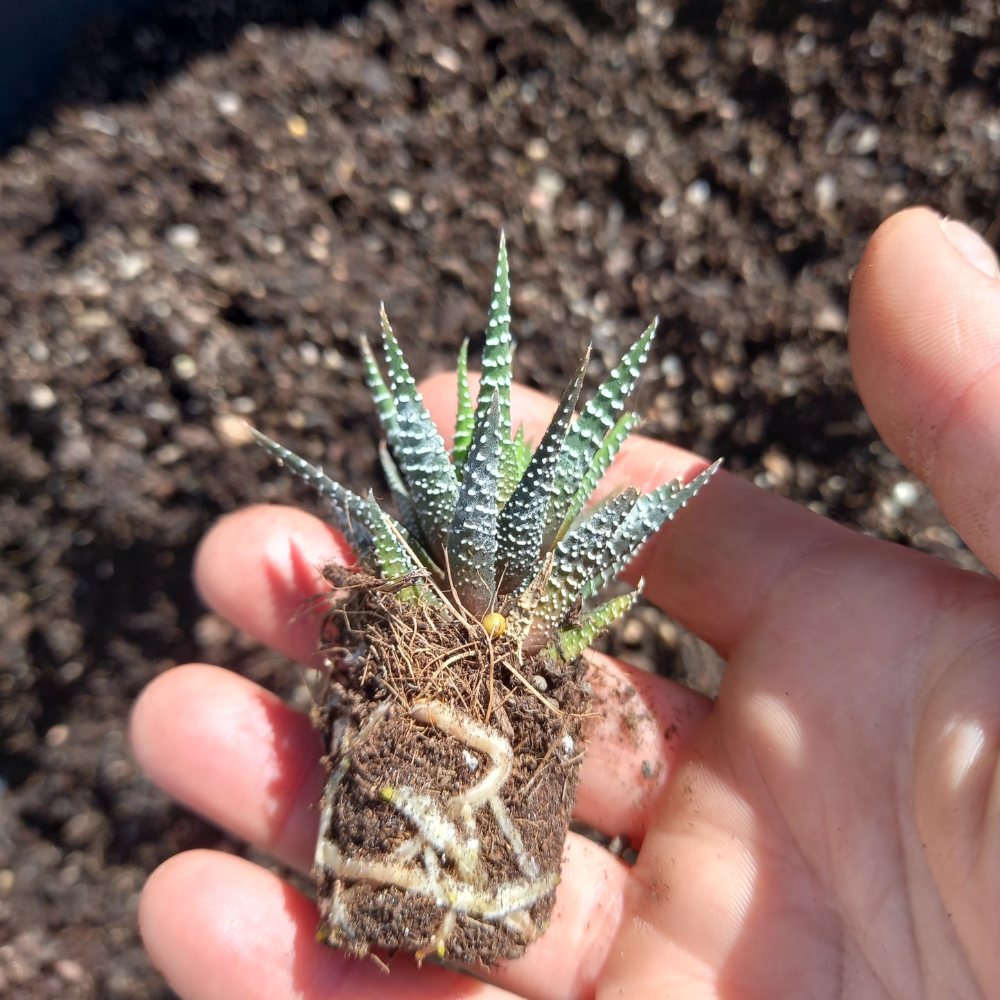 Haworthia fasciata - comm. Zebra Plant