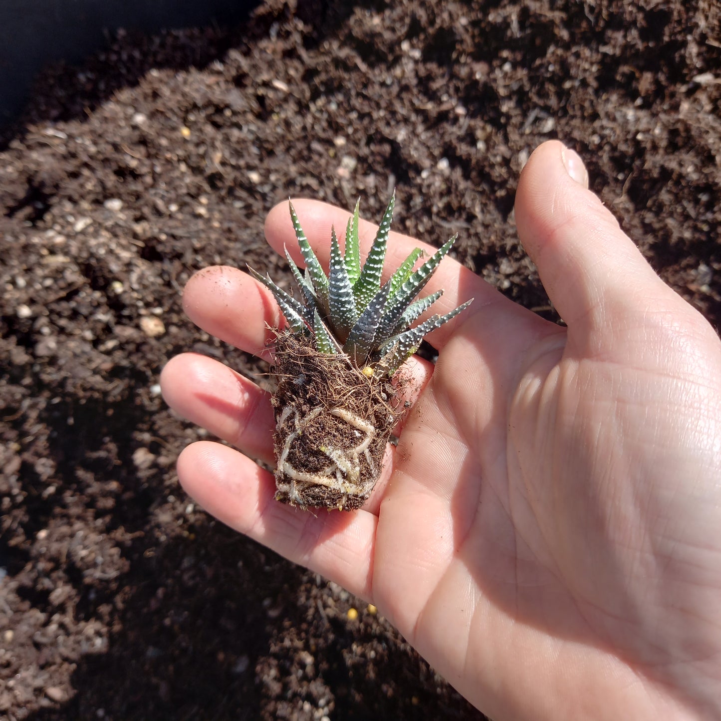 Haworthia fasciata - comm. Zebra Plant