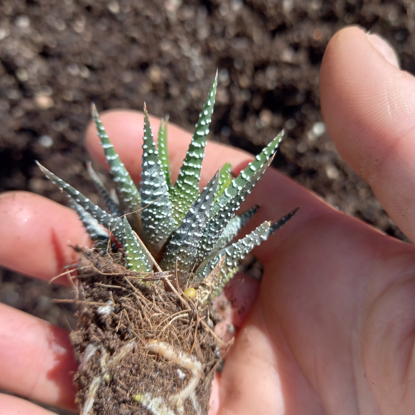 Haworthia fasciata - comm. Zebra Plant