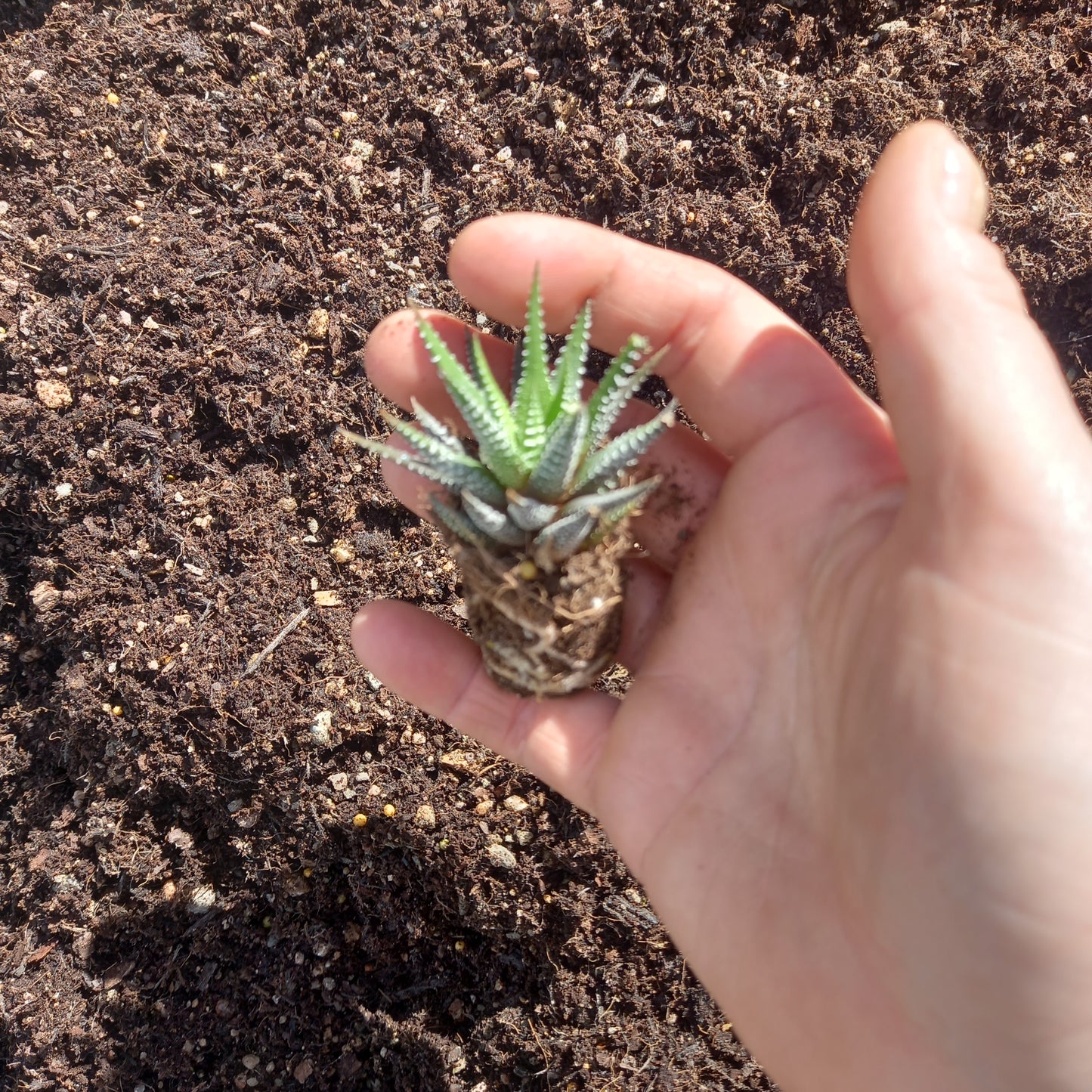 Haworthia fasciata  - comm. Zebra Plant