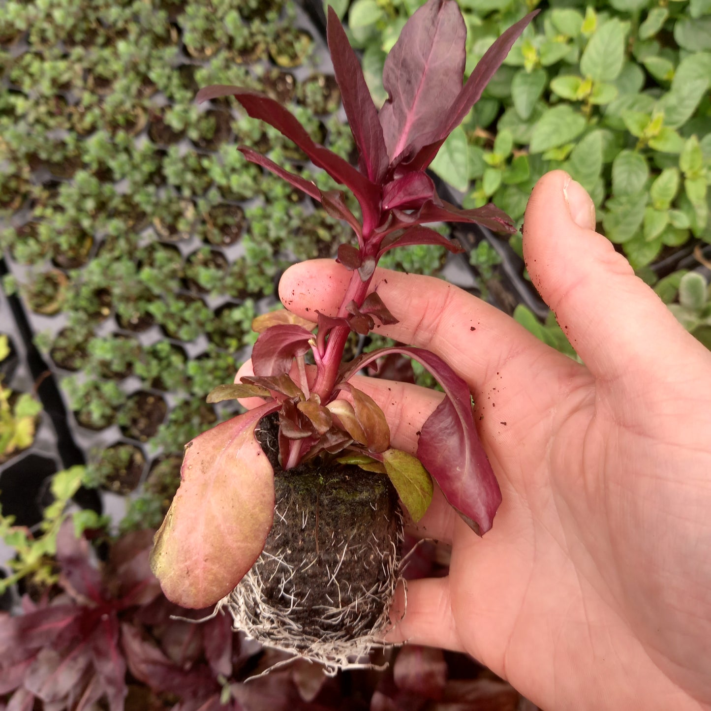 Lobelia fulgens 'Queen Victoria' syn. L. fulgens 'Elmfeuer', Lobelia cardinalis 'Queen Victoria'