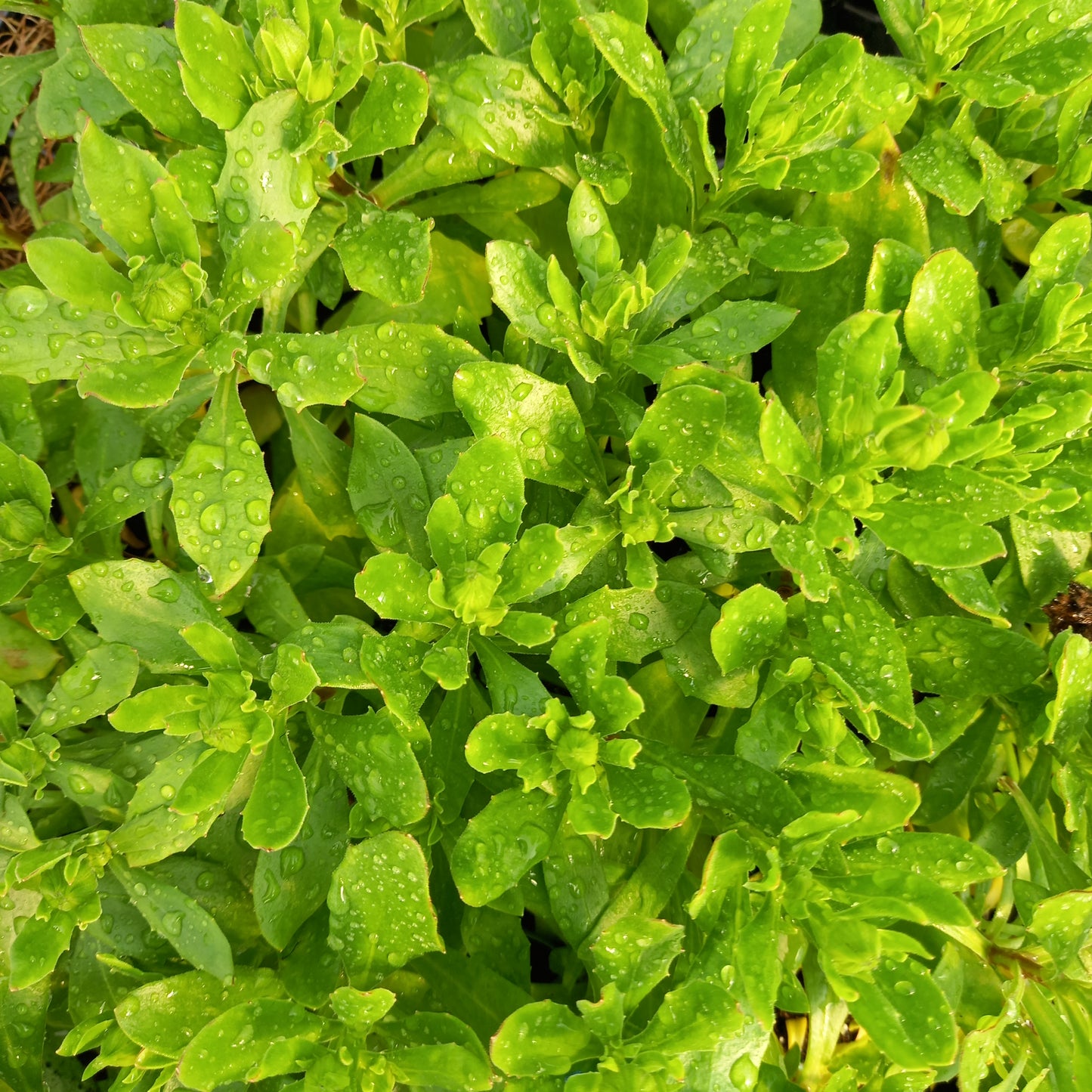 Osteospermum 'Sennen Sunrise'