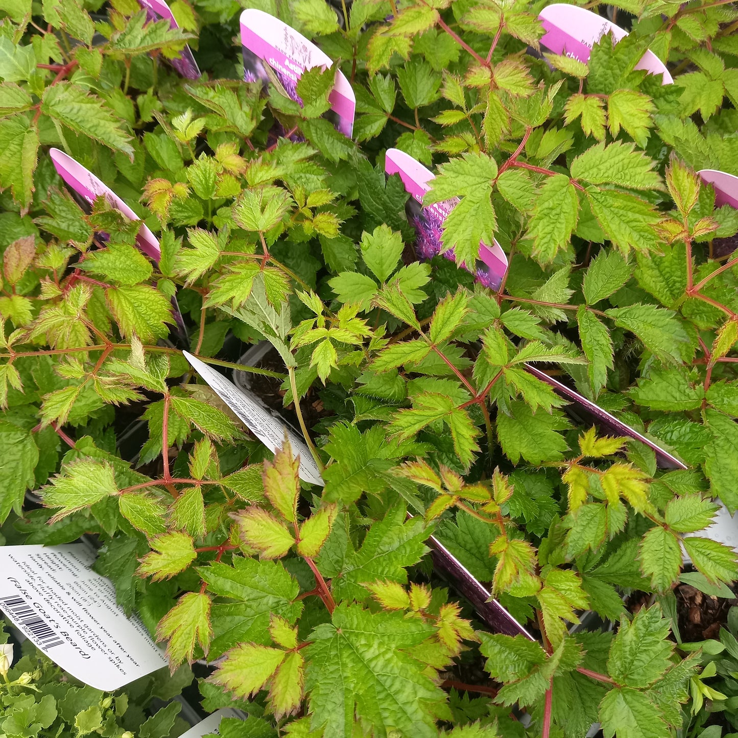 Astilbe chinensis var. pumila (dwarf Chinese astilbe)