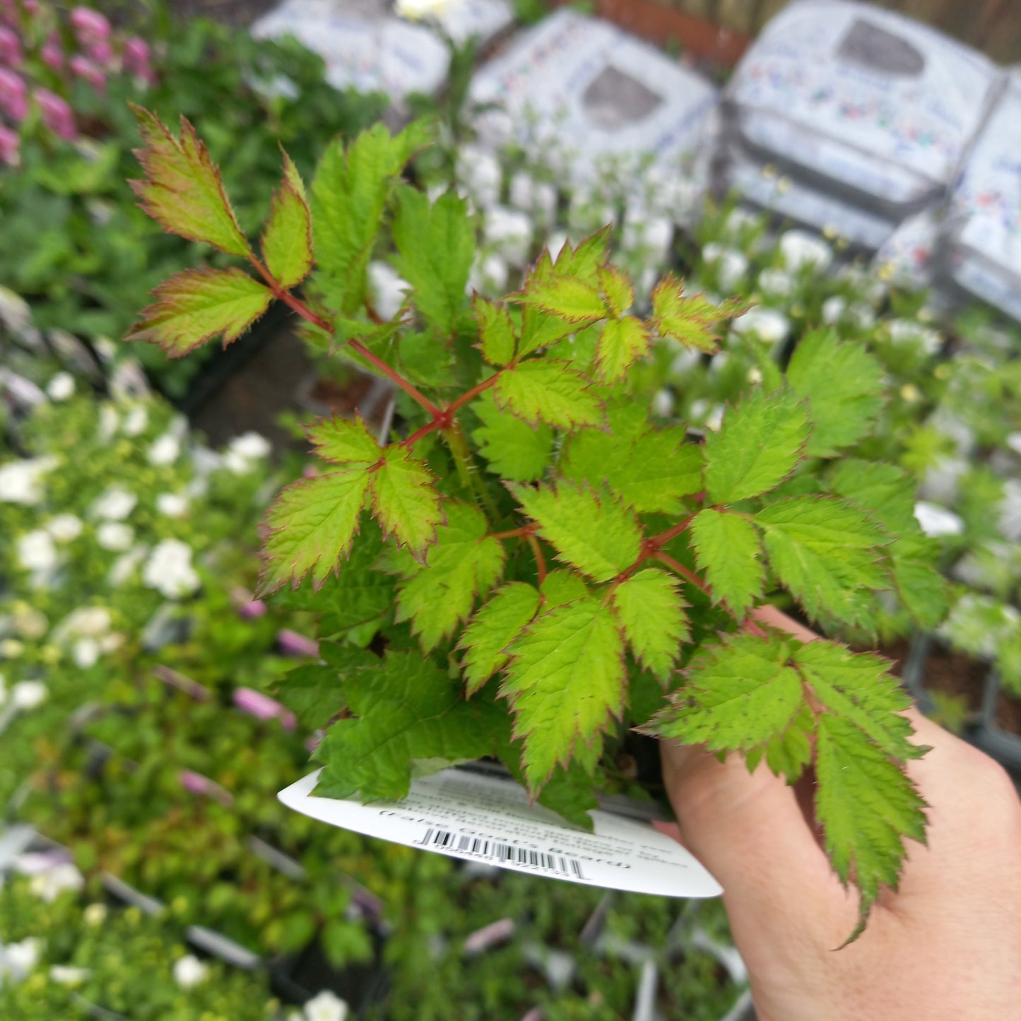 Astilbe chinensis var. pumila (dwarf Chinese astilbe)