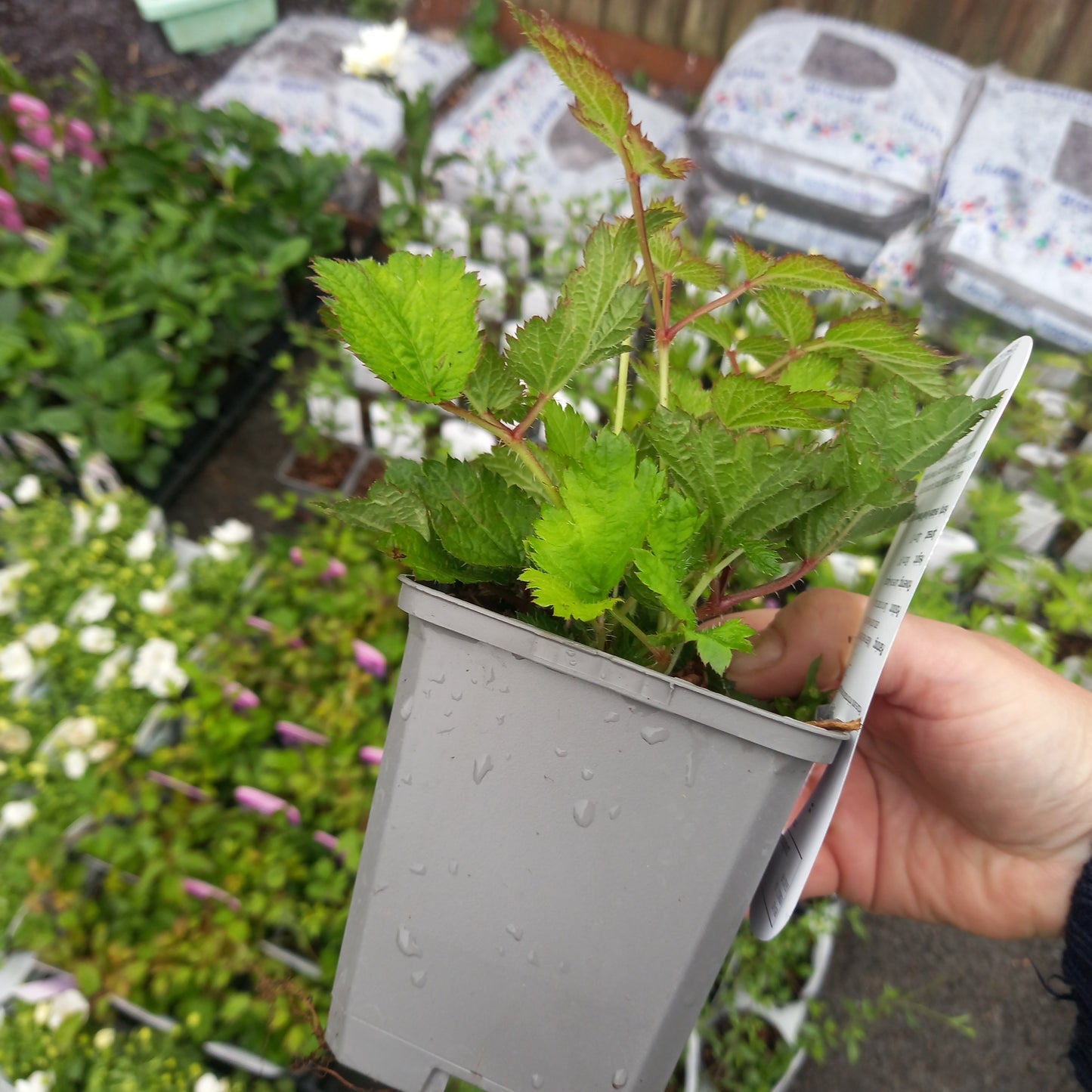 Astilbe chinensis var. pumila (dwarf Chinese astilbe)