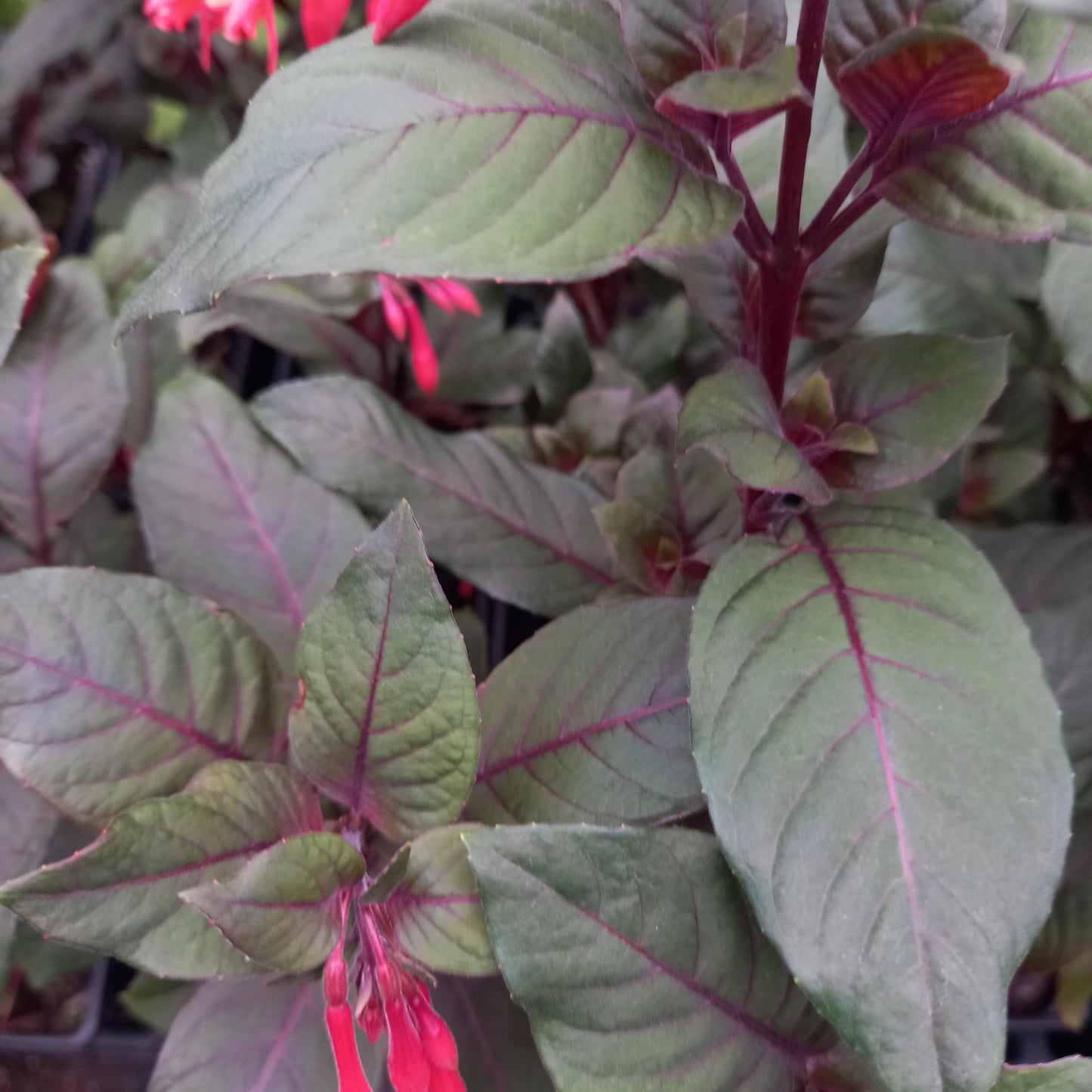 Fuchsia triphylla 'Thalia' - syn. F. ‘Koralle’