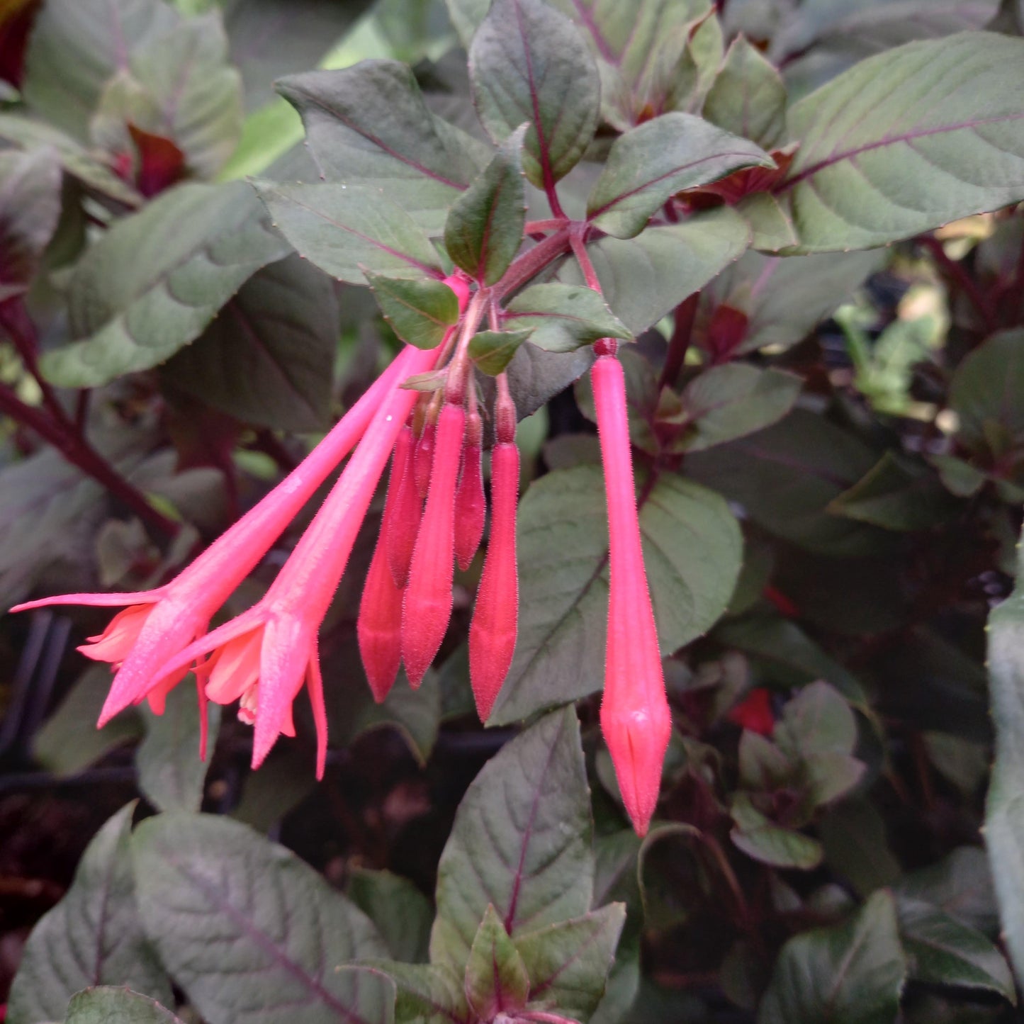 Fuchsia triphylla 'Thalia' - syn. F. ‘Koralle’