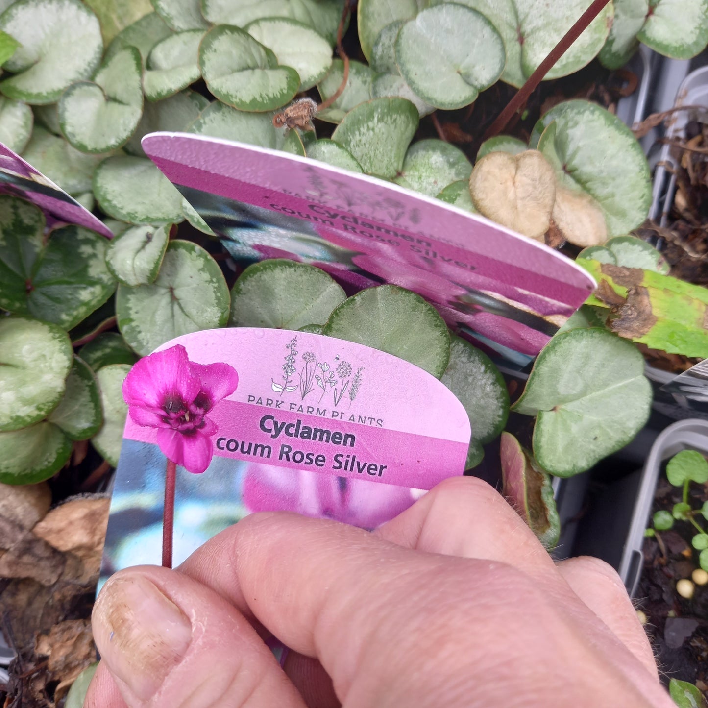 Cyclamen Coum Rose Silver