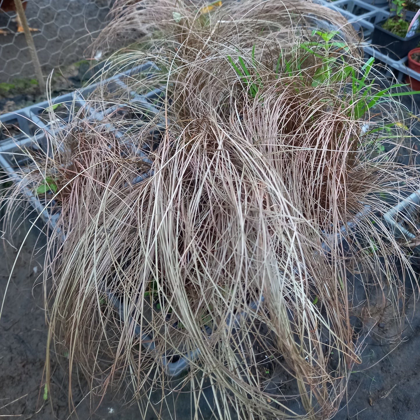 Carex comans 'Red' - syn. C. comans 'Bronze'