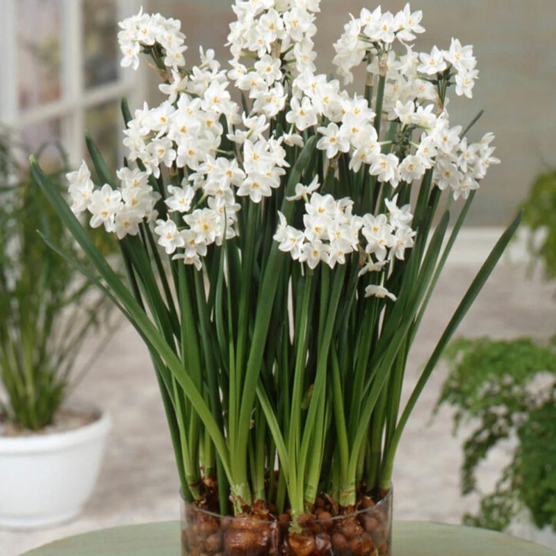 Daffodil (Narcissus) Paperwhite Ziva - Bulbs