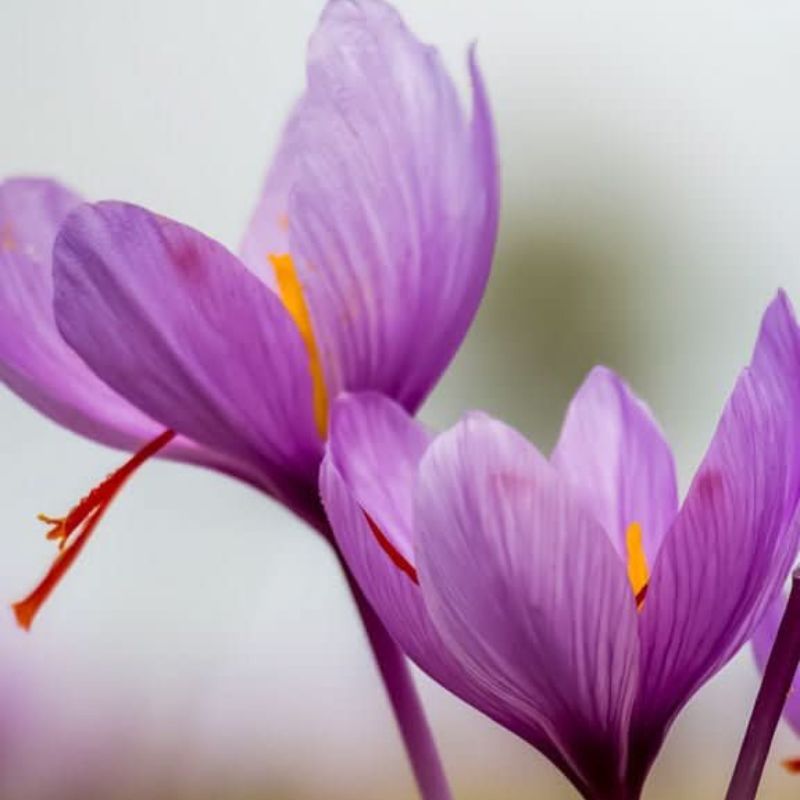 Saffron Crocus 'sativus' (Crocus)