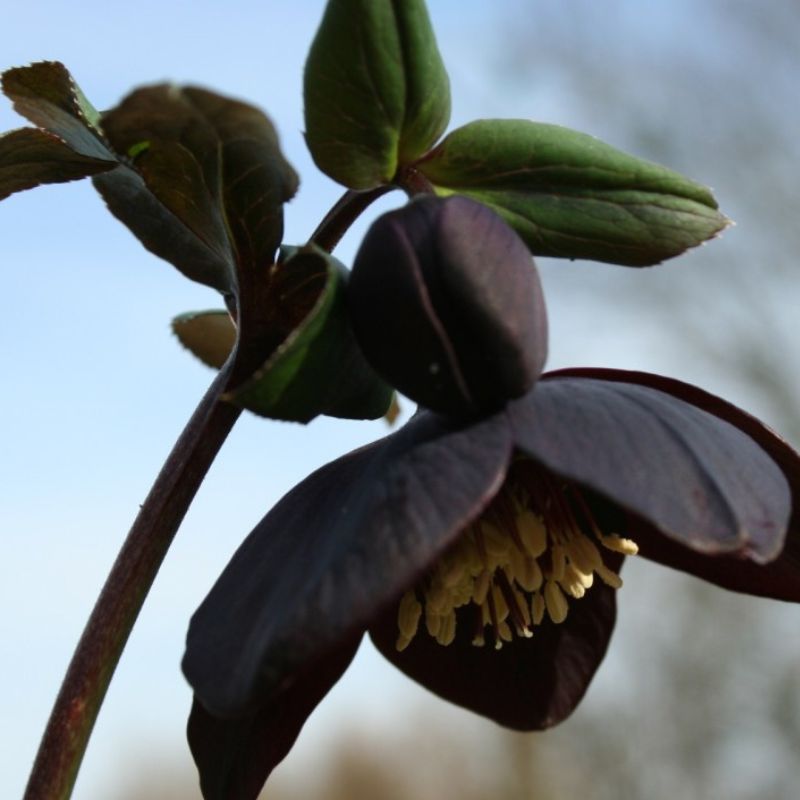 Hellebore orientalis - Helleborus 'Single Slate' (Blue Metallic Lady) ~ - comm. Lenten Rose