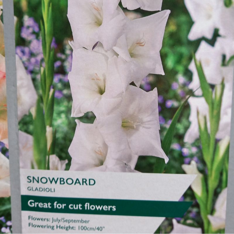 Snowboard Gladioli/Gladiolus sword Lily (White)