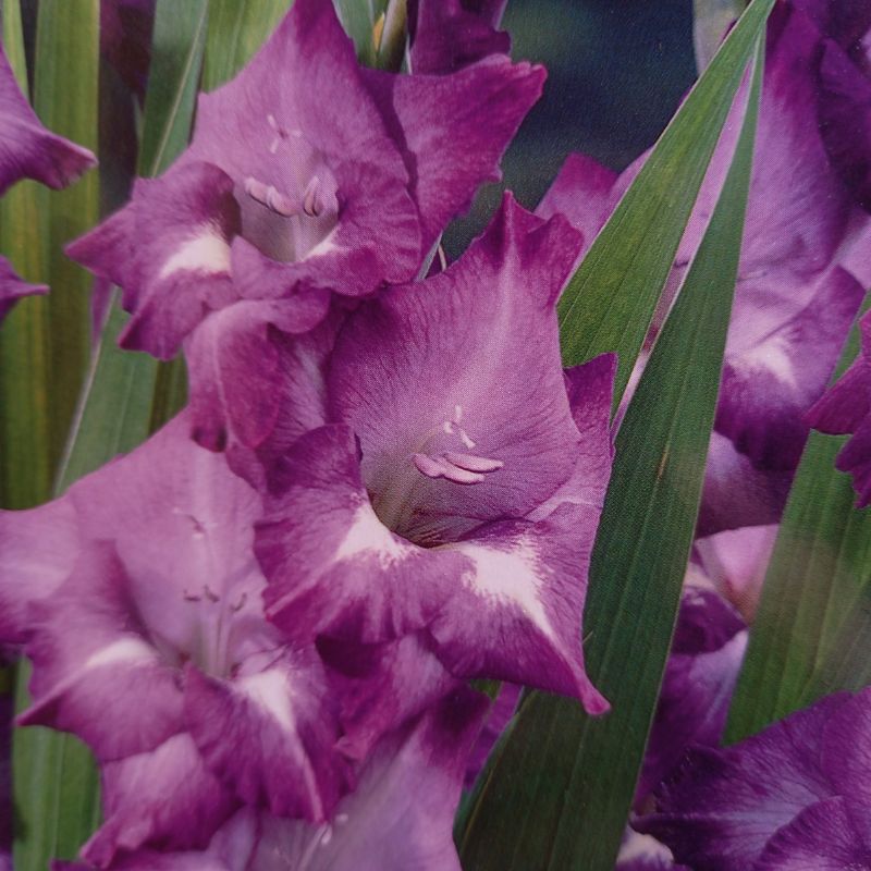 Blue Isle Gladioli/Gladiolus sword Lily