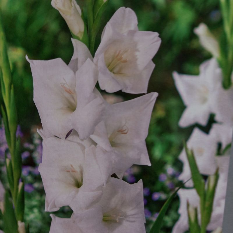 Snowboard Gladioli/Gladiolus sword Lily (White)