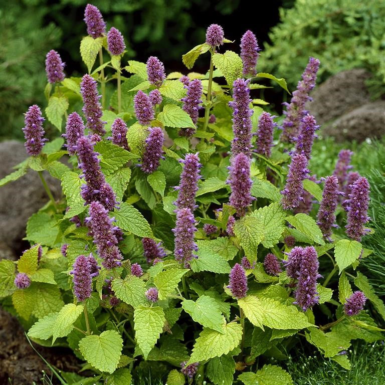 Agastache foeniculum 'Golden Jubilee' (anise hyssop)