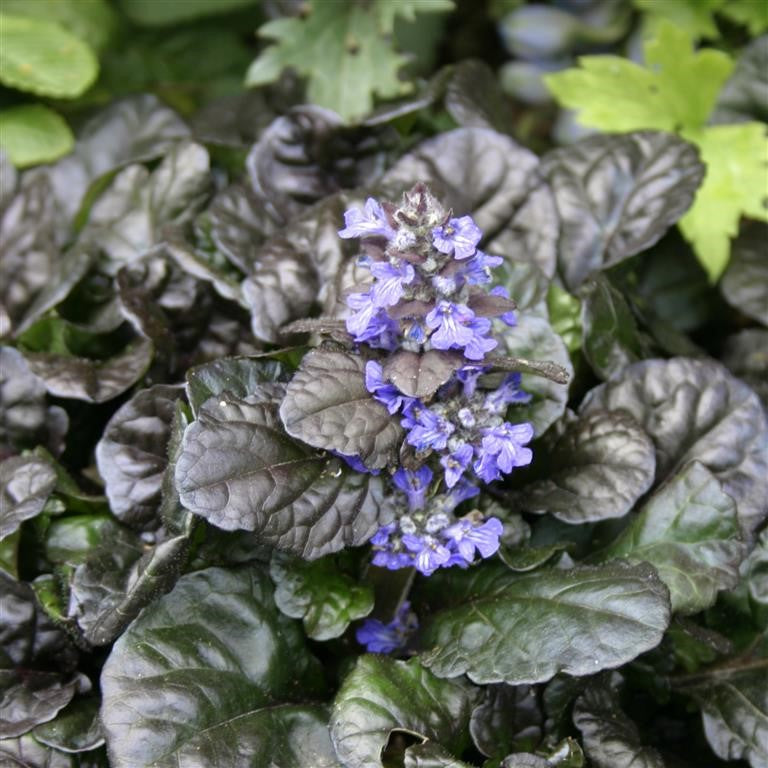9cm Potted Plants