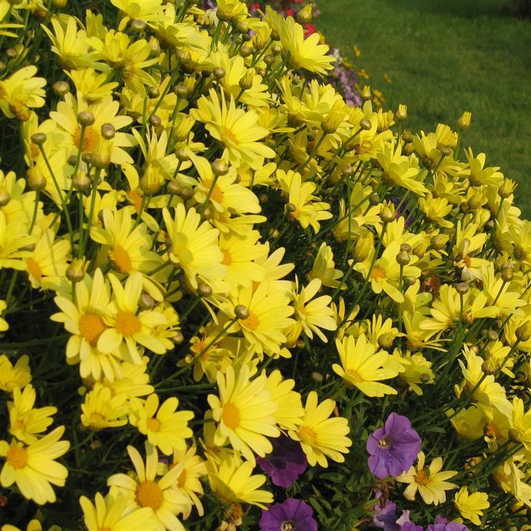 Argyranthemum 'Cornish Gold' - comm. Marguerite