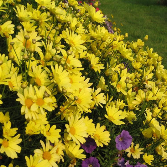 Argyranthemum 'Cornish Gold'  - comm. Marguerite