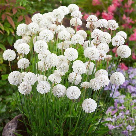 Armeria Pseudarmeria Ballerina White
