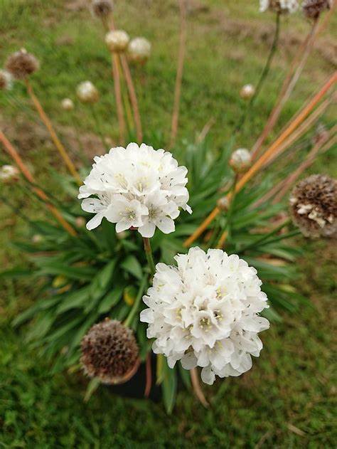 Armeria Pseudarmeria Ballerina White