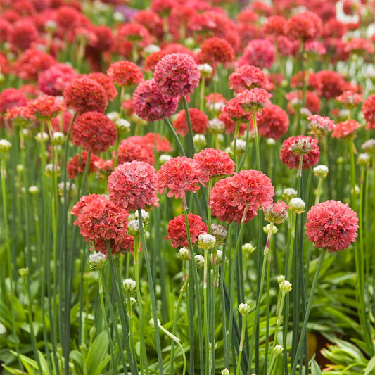 Armeria Pseudarmeria Ballerina Red