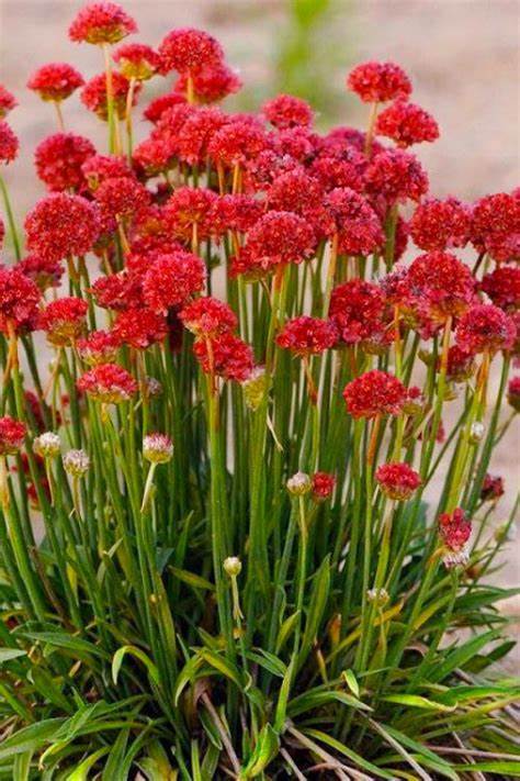 Armeria Pseudarmeria Ballerina Red