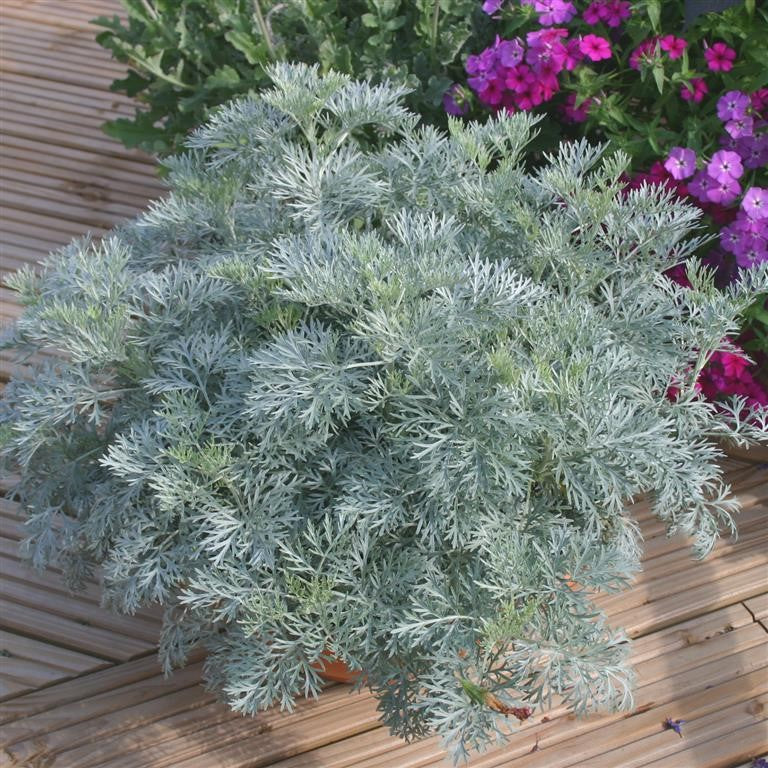 Artemisia "Powis Castle" syn. A. arborescens 'Brass Band'
