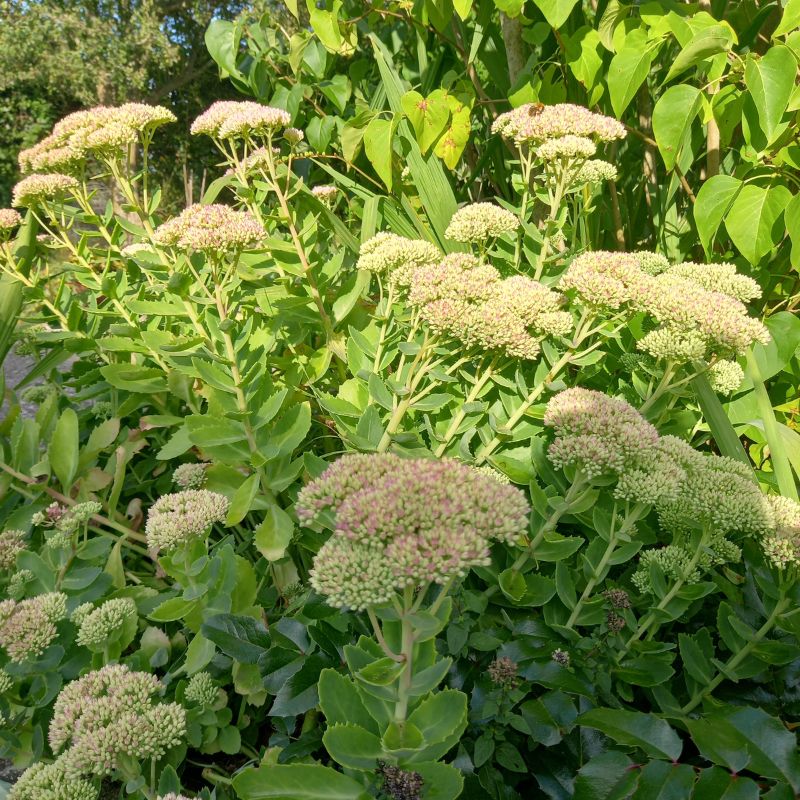 Stonecrop - SEDUM 'Herbstfreude'