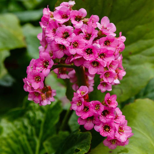 BERGENIA cordifolia Shoeshine Rose