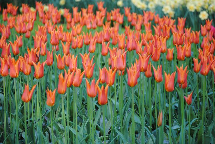 Tulip - Tulipa ‘Ballerina’ - Lily-Flowered Tulip Bulbs