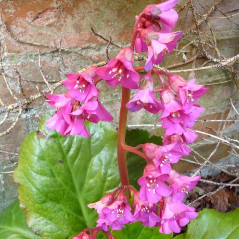 Bergenia 'Overture'