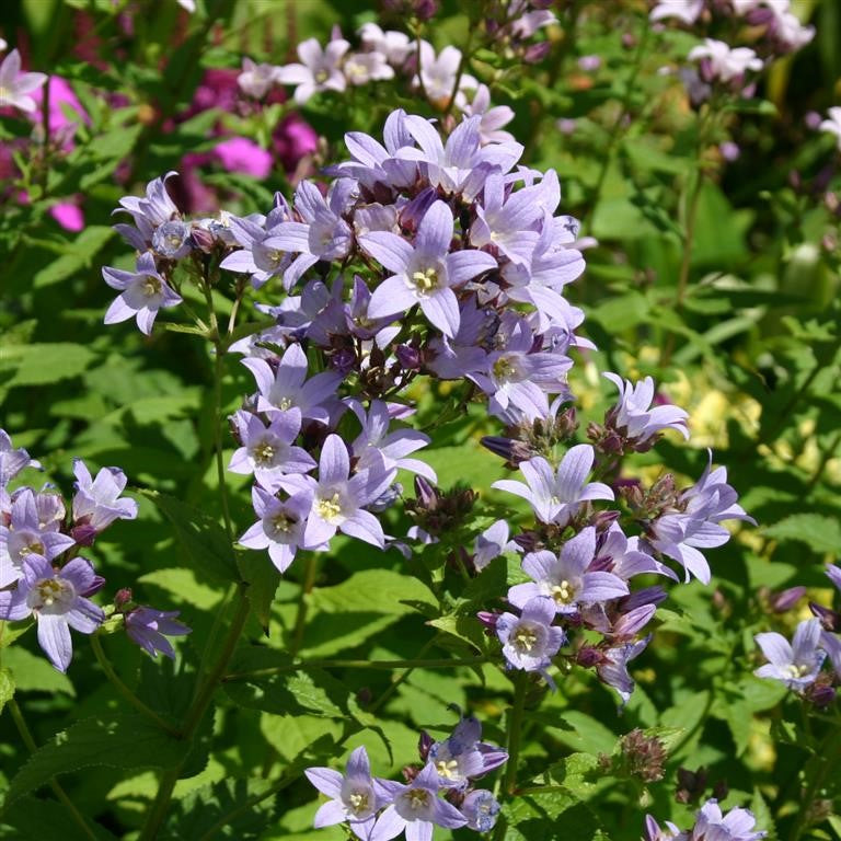 CAMPANULA lactiflora 'Loddon Anna' Bellflower, Milky