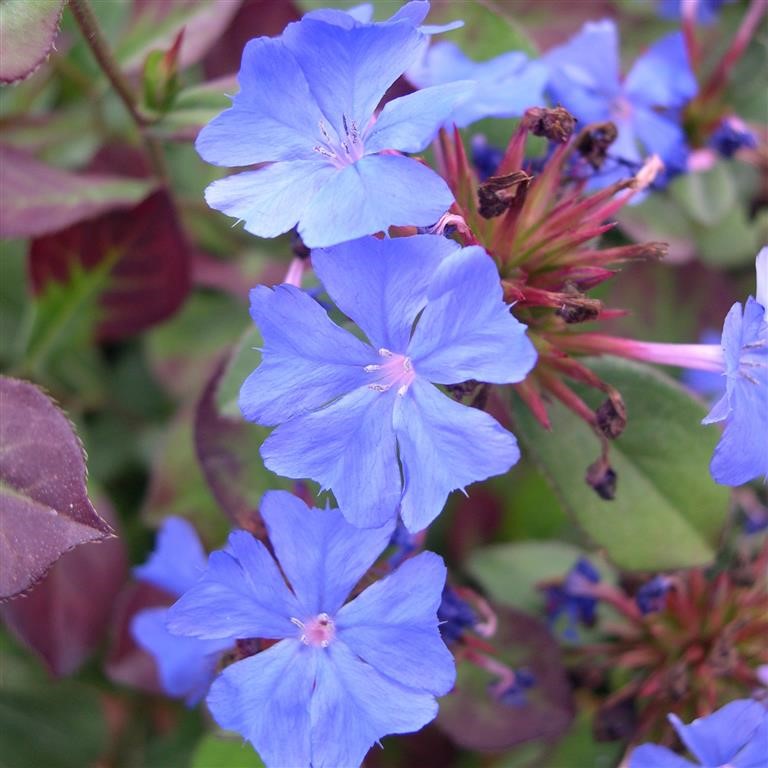 Ceratostigma plumbaginoides Leadwort Cottage Garden Perennial