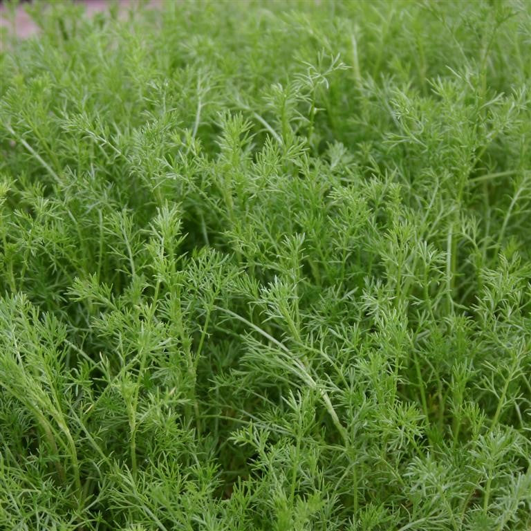 Chamomile, Sweet - (Chamaemelum nobilis) (Flowering)