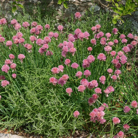 Chives  - (Allium schoenoprasum)
