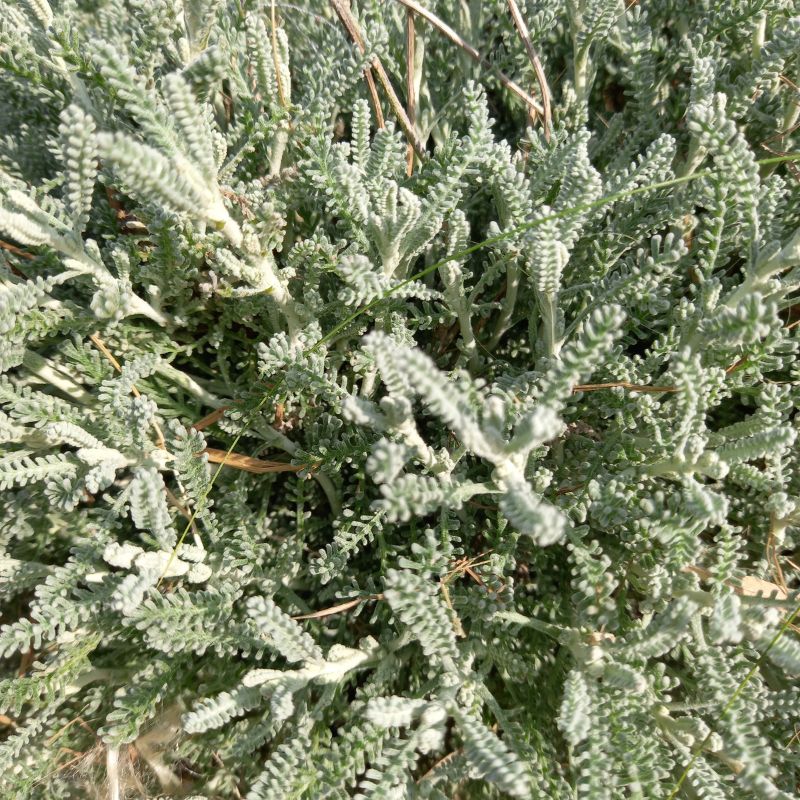 Cotton Lavender - SANTOLINA chamaecyparissus